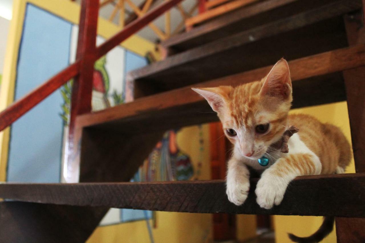 Ciao Cacao Hostel & Vegan Cafe Flores Luaran gambar